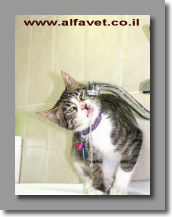 דנגי שותה מים דנגי שותה מים